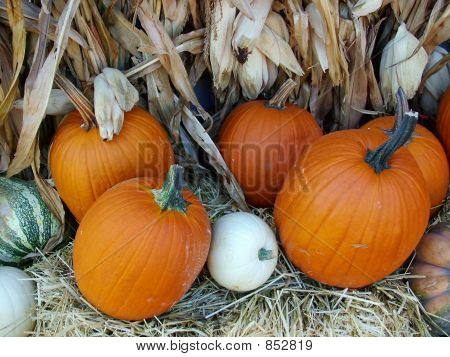 FallFruit0005
