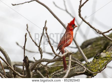 Male Northern Cardinal On Full Alert