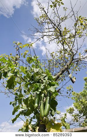 Growing Your Own Bio Vegetables In The Eastern Bulgaria