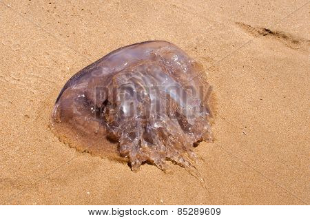 Jellyfish At The Reebok Beach