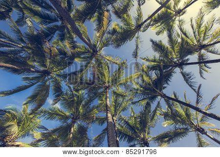 Coconut Palm Tree On The Sandy Beach In Kapaa Hawaii, Kauai