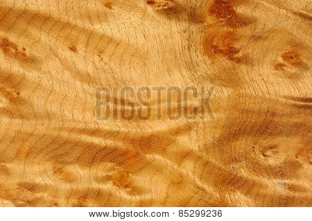 Polished Madrone Root Wood Texture