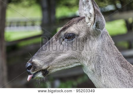 Whitetail famele deer hatchery