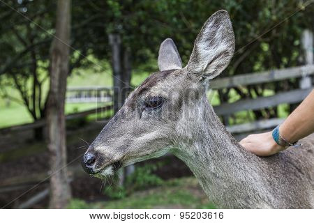 Whitetail famele deer hatchery
