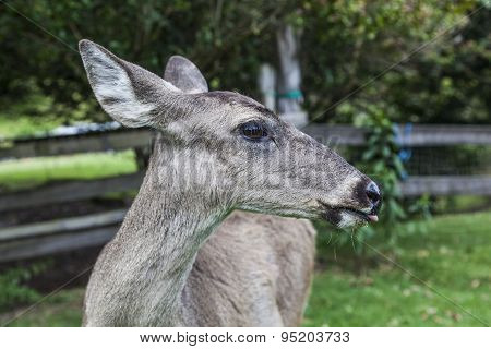 Whitetail famele deer hatchery
