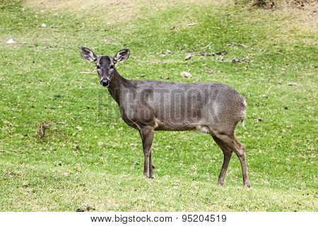 Whitetail deer hatchery