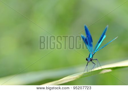 Dragonfly In Forest