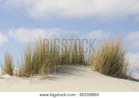 Dunes With Marram Grass .