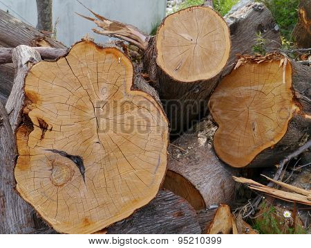 A  stack of freshly cut trees