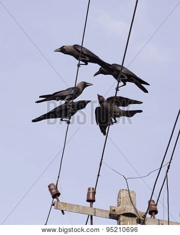 Crows On The Wires