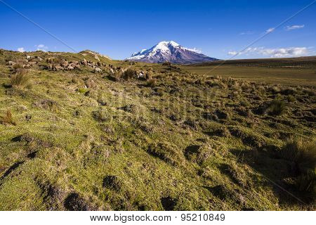 Chimborazo Volcano And Sheep