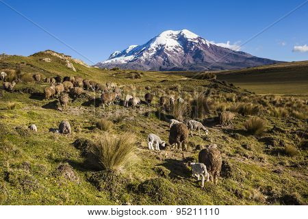 Chimborazo Volcano And Sheep