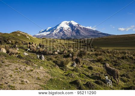 Chimborazo Volcano And Sheep