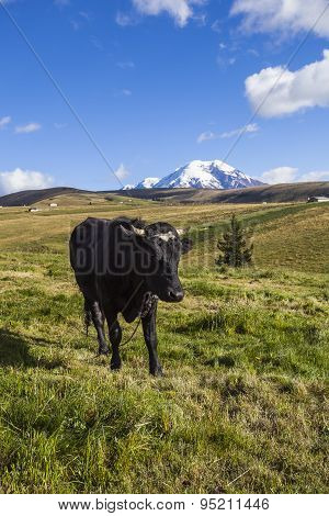 Pastures For Wild Cattle In Chimborazo