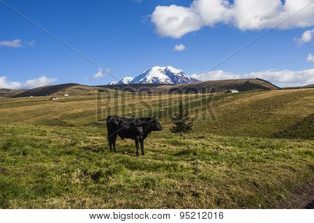 Pastures For Wild Cattle