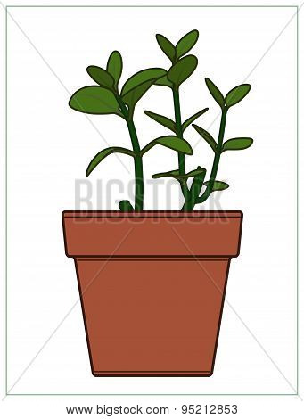 Potted Plant. Houseplants. Vector.