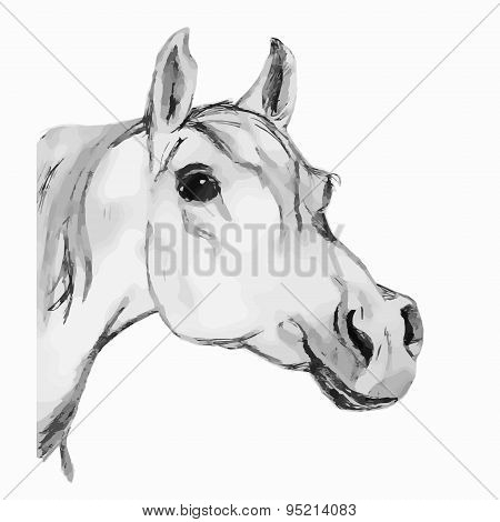 Arabian Horse, Horse (head). Gray Tone.