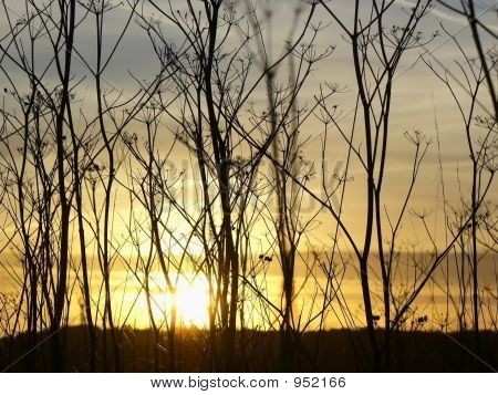 Erba secca erba tramonto