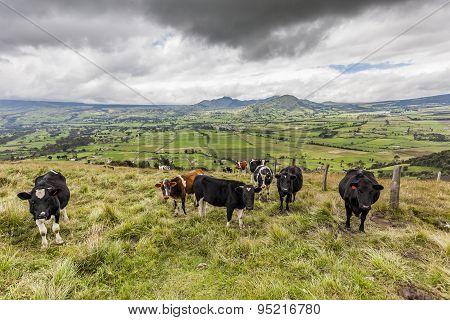 Cultivated Fields In The Andes, Machachi