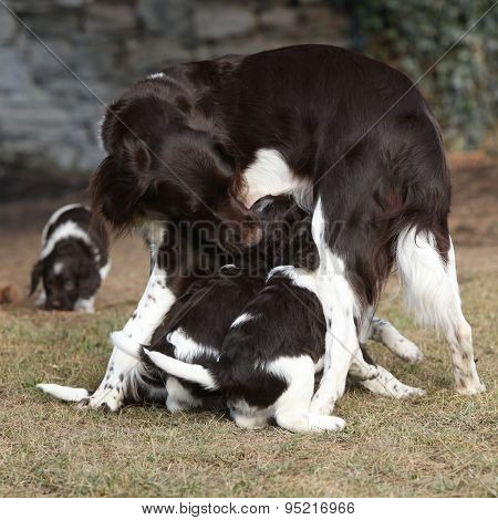Small Munsterlanderbitch With Puppies