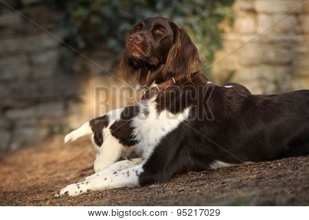 Small Munsterlanderbitch With Puppies