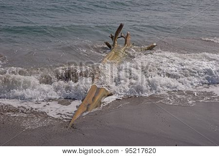 Wooden flotsam on caribbean beach