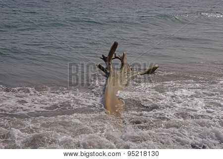 Wooden flotsam on caribbean beach