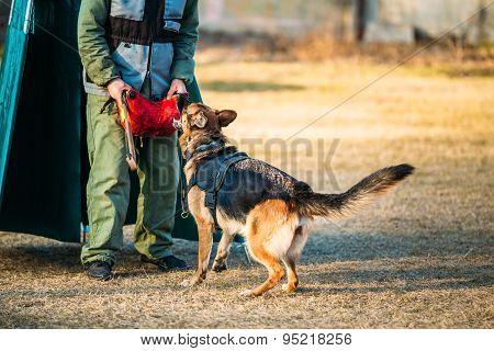 German Shepherd Dog training