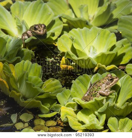 Green Frog In A Wetland
