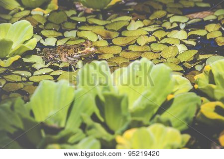 Green Frog In A Wetland