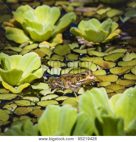 Green Frog In A Wetland