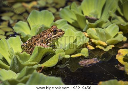 Green Frog In A Wetland