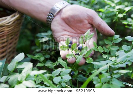 Men gather blueberries