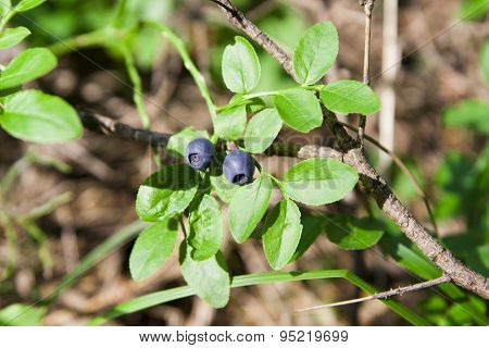 Blueberries