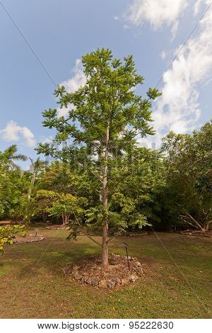 June Plum Tree In Qe Ii Botanic Park On Grand Cayman Island
