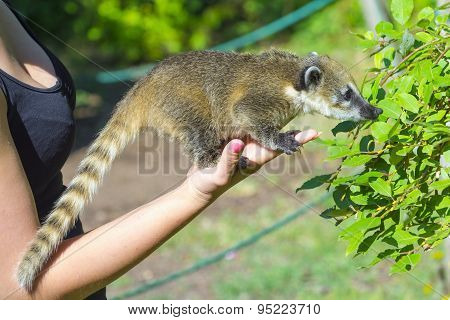South American coati (Nasua nasua) baby