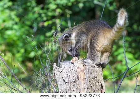 South American coati (Nasua nasua) baby