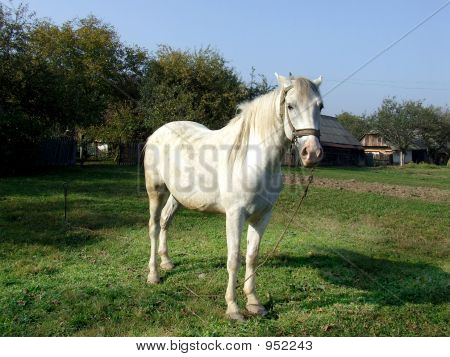 White Horse