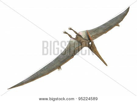 Pteranodon