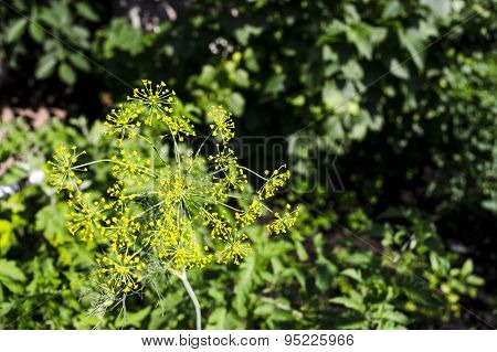 Dill flower