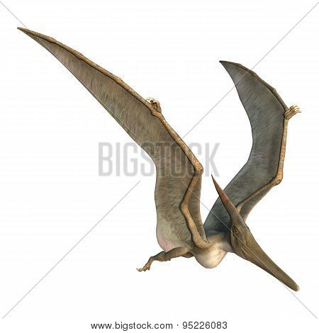 Pteranodon