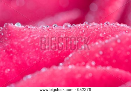 Rose Petails