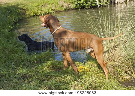 Hot summer day in rural pond. Madara hound standing wet in the pond.