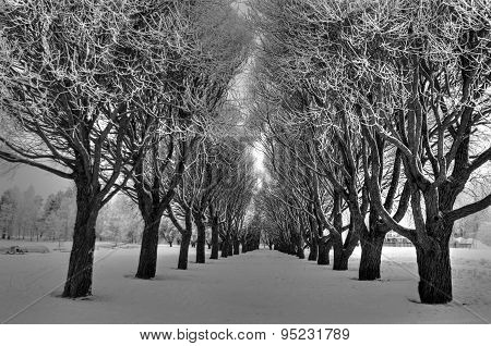 Winter Tunnel
