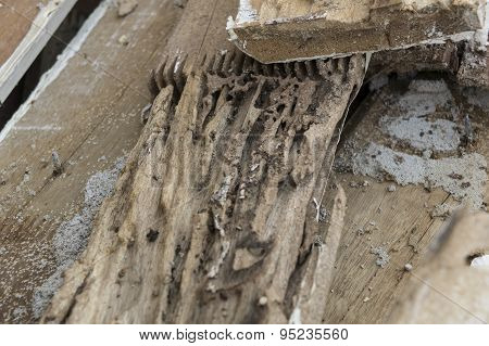 Termite Damage Rotten Wood Eat Nest Destroy Concept