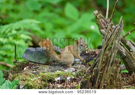 The Cutest Little Squirrel Is Sitting On The Stub