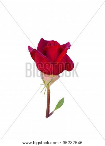 Bright Beautiful  Red Rose