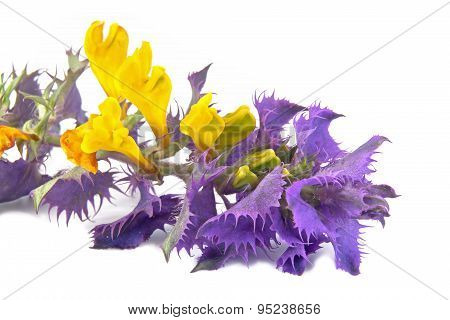 Melampyrum Nemorosum