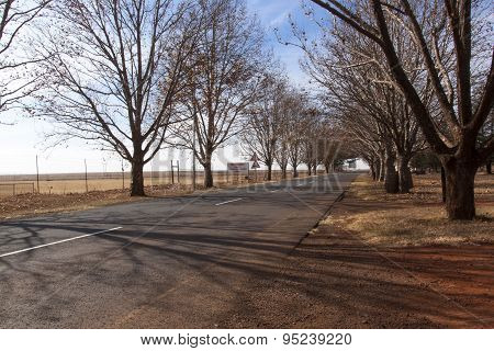 Winter Scene Of Country Road Lined With Leafless Trees