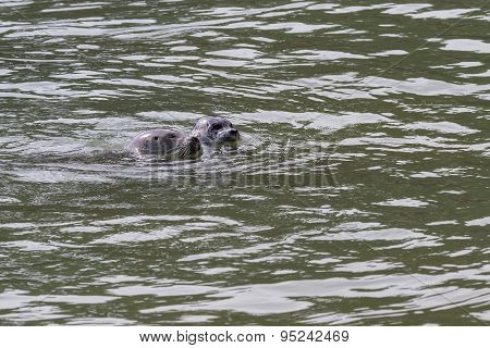 Seals In California